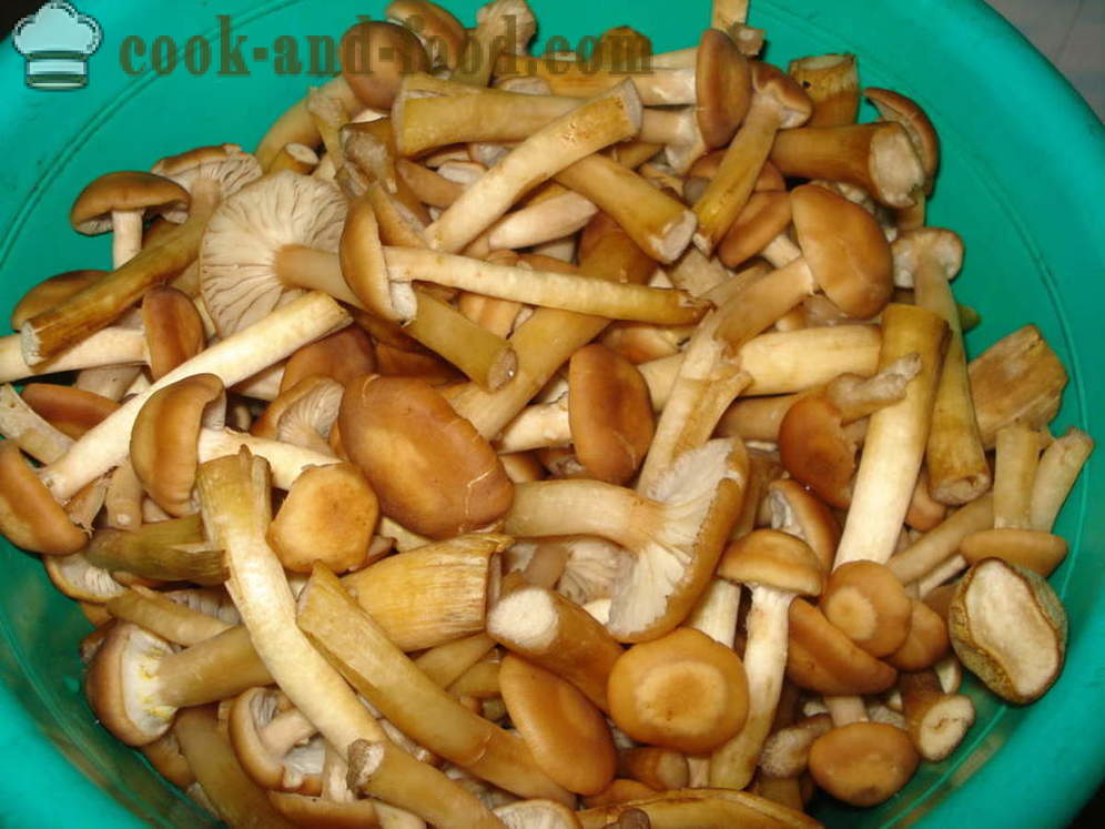 Pilzbrut - wie Pilzmyzel von gekochten Pilzen zu kochen, Schritt für Schritt Rezept Fotos