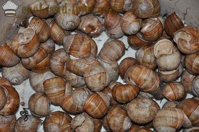 Herstellung von Schnecken zu Hause - wie Schnecken leckeres Rezept mit einem Foto vorzubereiten